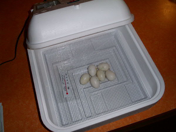Six Eggs in incubator