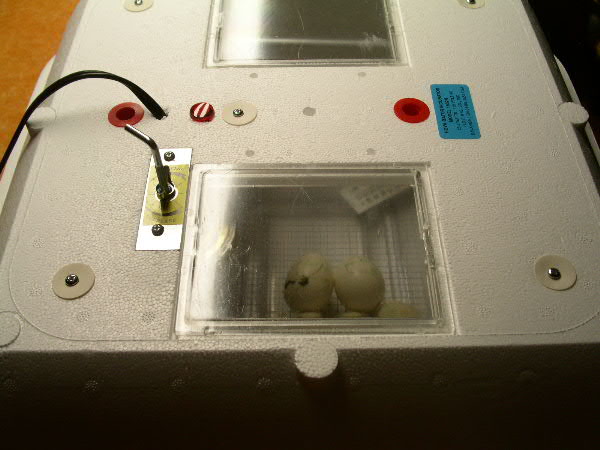 BooChick breaking out of shell in incubator